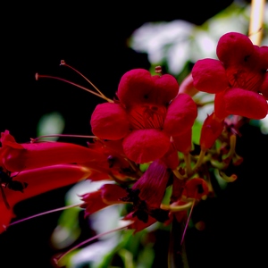 Fleurs de bignone et insecte - France  - collection de photos clin d'oeil, catégorie plantes